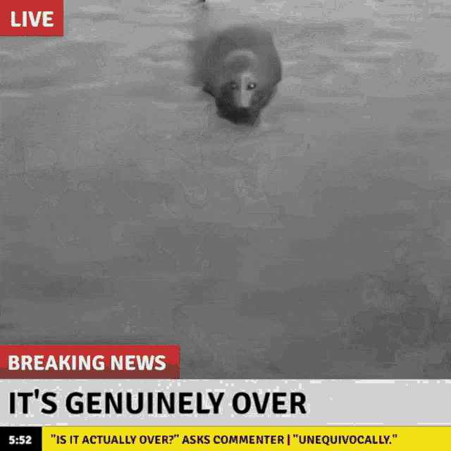 Seal Animation