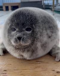 Seal Image
